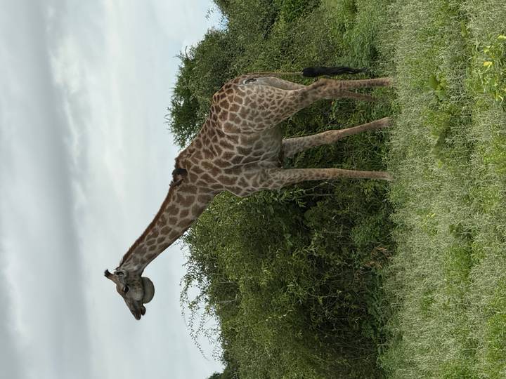 Tall giraffe browsing leafy bushes under an overcast sky.