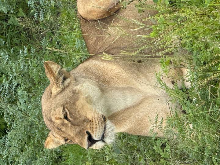 Close-up of a resting lioness surrounded by tall green vegetation.