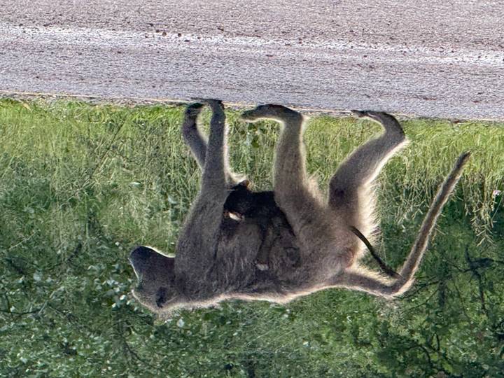 Female baboon walking along a paved road with an infant clinging underneath.