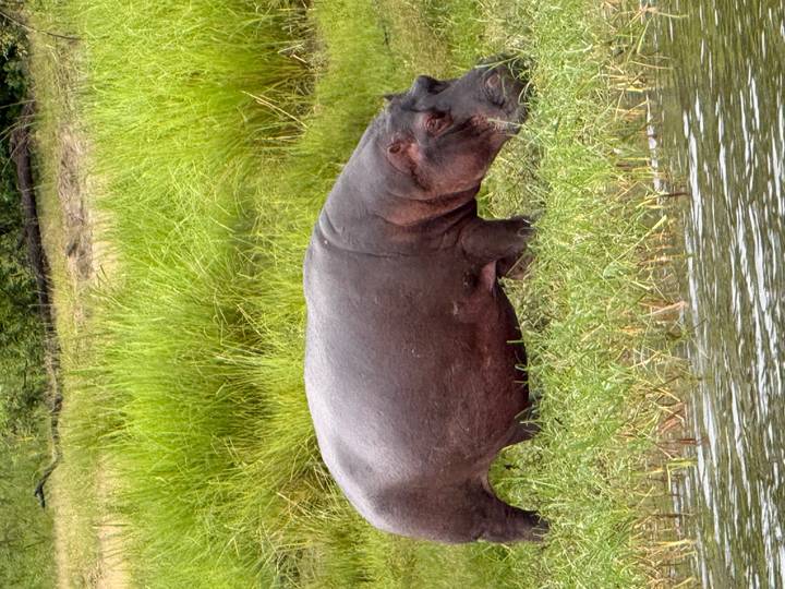 Hippo grazing on the riverbank beside shallow water and tall reeds.