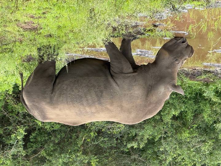 Massive rhinoceros drinking from a muddy waterhole surrounded by greenery.
