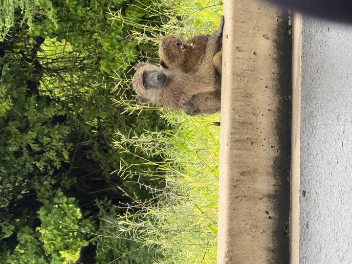 Young baboon sitting against a concrete verge while clinging to its mother.