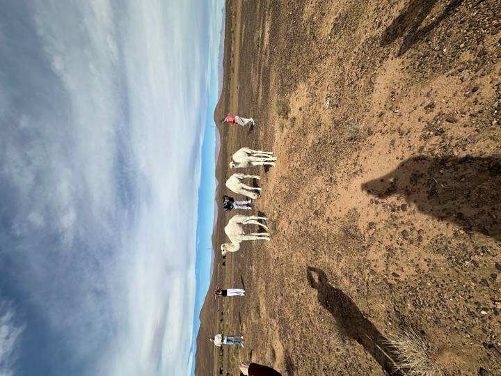 Tourists photographing a trio of white camels in a wide desert plain