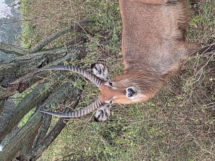 Portrait of a waterbuck with impressive curved horns standing among bushes.