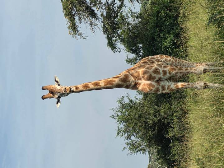 Tall giraffe stands alert in grassy savannah with blue sky backdrop.