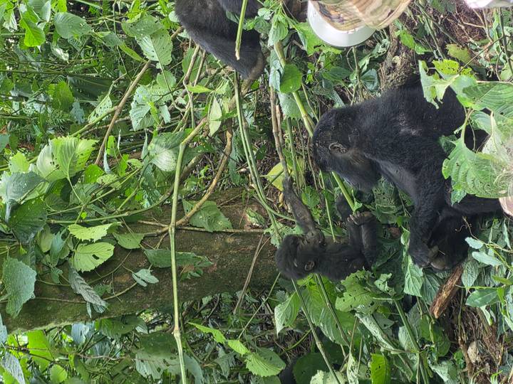 Mother gorilla lounges while a playful infant reaches out in dense forest foliage.