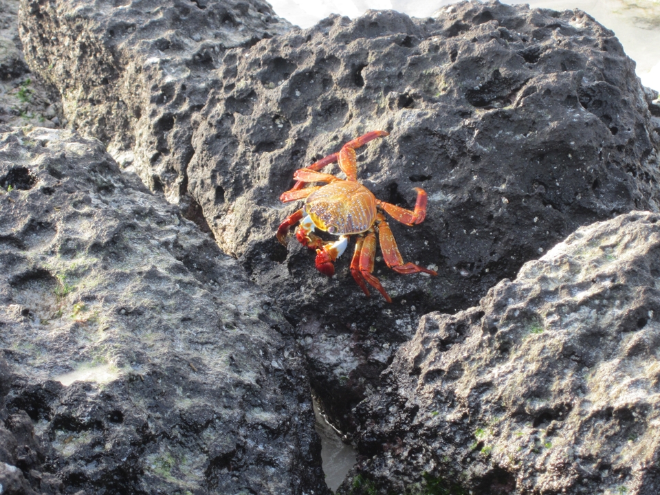 Crabe de Sally Lightfoot sur une roche volcanique noire.