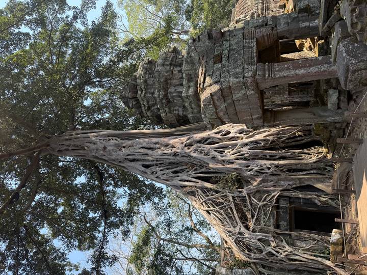 Massive tree roots enveloping ancient stone ruins at Ta Prohm temple.