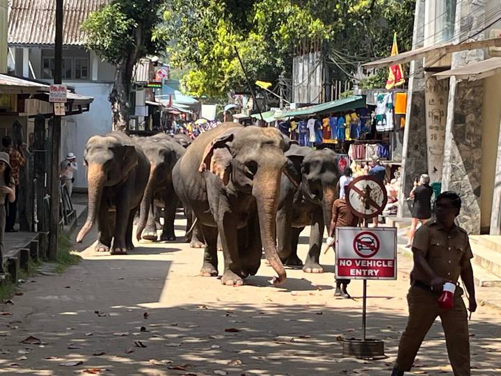 Herd of elephants walks down a busy town street while curious locals watch.