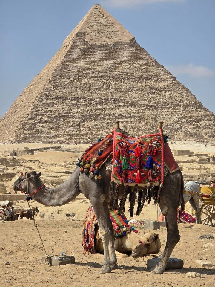 Decorated camel in front of the Pyramid of Khafre on the Giza Plateau.