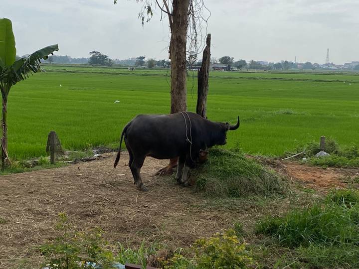 Water buffalo grazing beside lush green rice paddies in rural Vietnam.