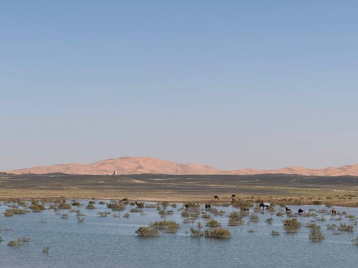 Seasonal lake with grazing camels set before rolling orange sand dunes of the Sahara.