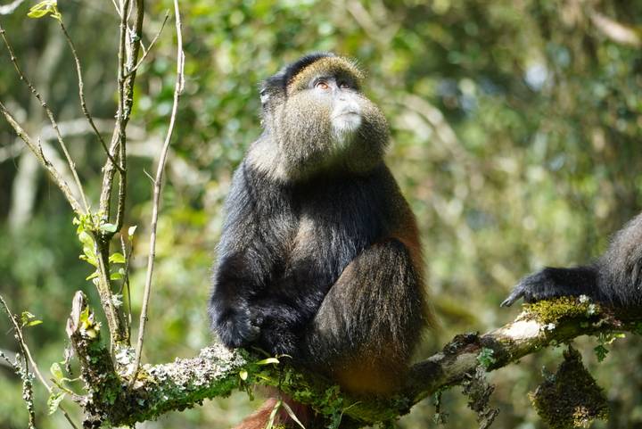 Golden monkey sits thoughtfully on a branch surrounded by green foliage.
