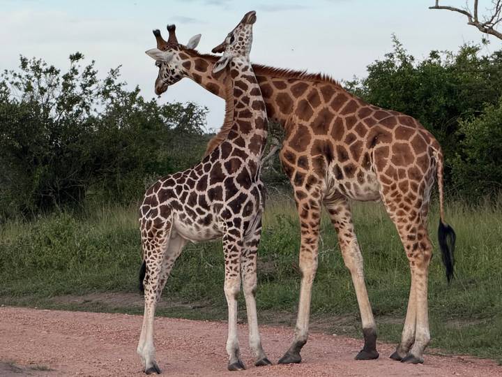 Adult and juvenile giraffe nuzzle each other on a dirt track bordered by savannah greenery.