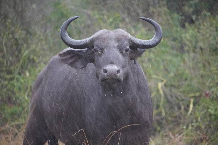 Close-up portrait of a wet African buffalo standing in light rain.