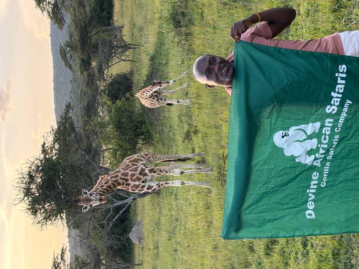 Guide holding a green safari banner in front of two young giraffes on open savanna.