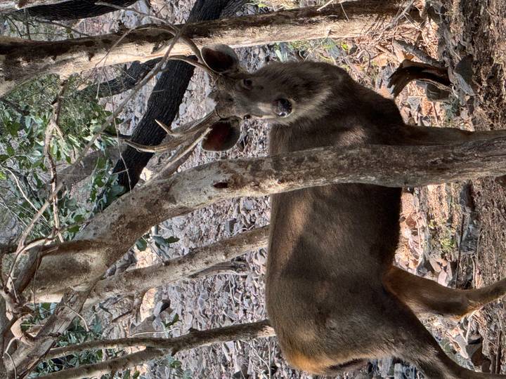 Sambar deer standing among trees in dry forest habitat