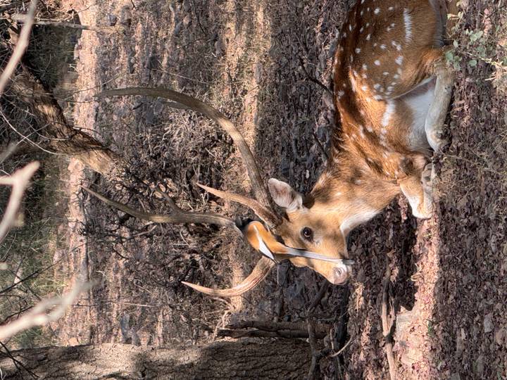 Spotted deer resting on ground while a small bird sits on its antlers