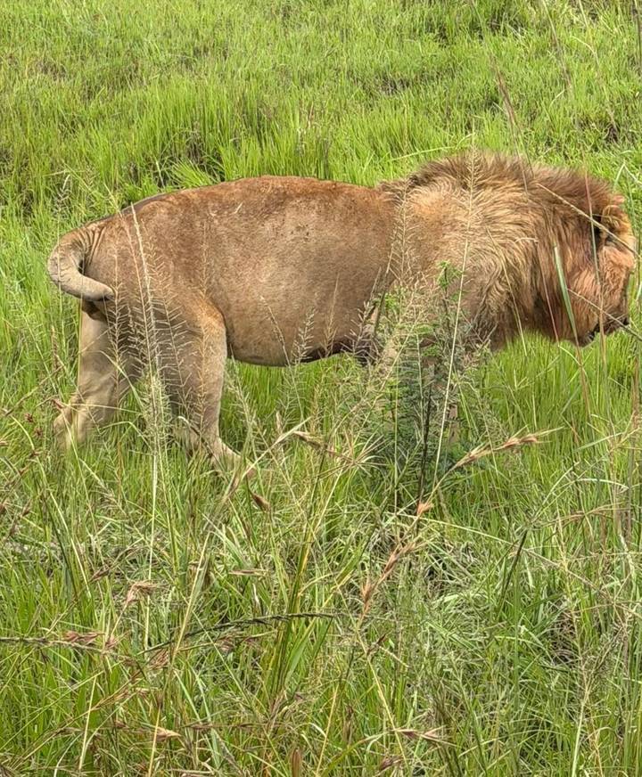 Close crop of a lion standing in tall green grass, only the hindquarters and mane partially visible.