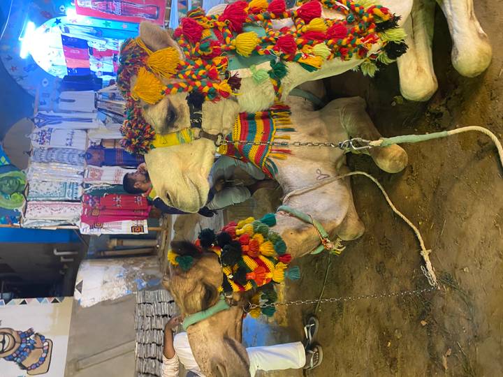Colorfully adorned camels resting at a lively night market with a seated vendor in the background.
