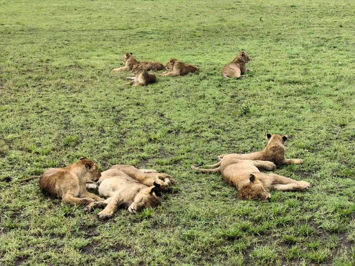 A pride of lions resting on green grass in an open savanna plain.