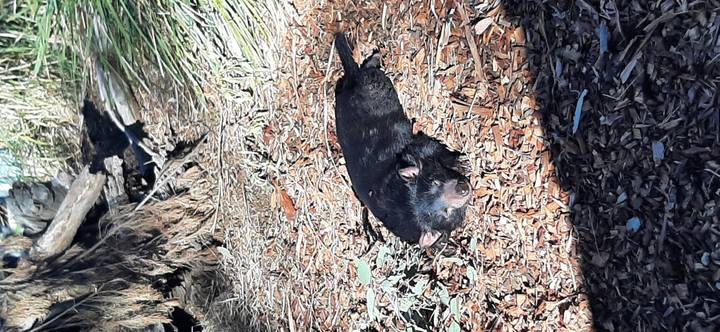 A Tasmanian devil naps on mulch in dappled sunlight at a wildlife sanctuary.
