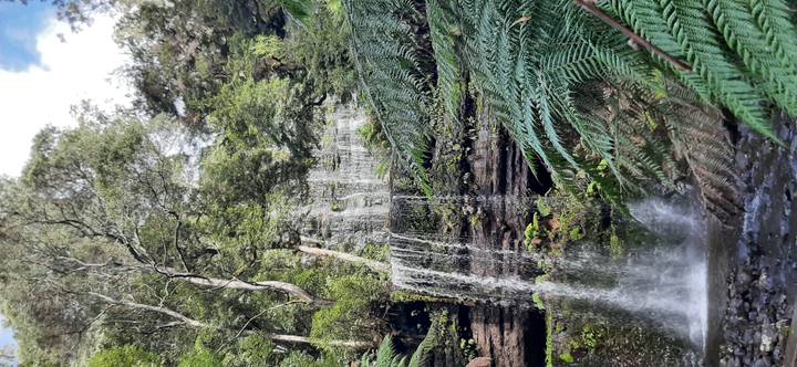 Multi-tiered rainforest waterfall cascades through lush ferns in Tasmania.