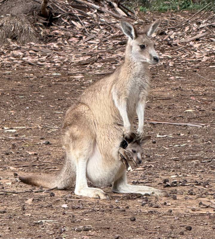 A kangaroo stands alert with a joey peeking from its pouch on earthy ground.