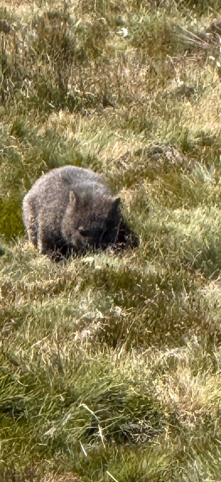 A wombat grazes in tall grass but the image appears soft and slightly out of focus.