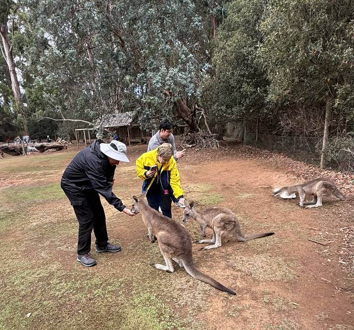 Travelers hand-feed friendly kangaroos inside a wildlife sanctuary.