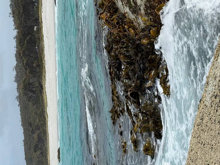 Kelp-covered rocks sit in turquoise surf beside a remote white-sand beach.