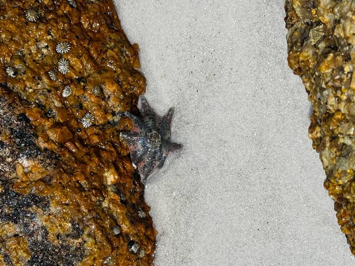 A starfish rests on wet white sand beside barnacle-covered rocks.