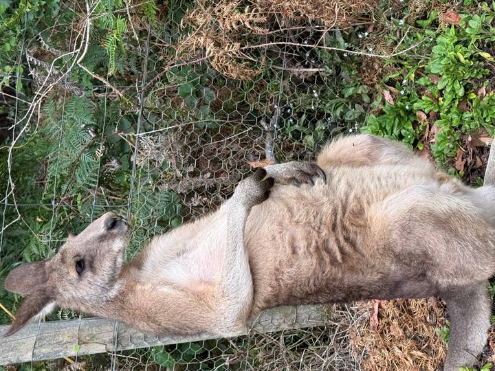 A relaxed kangaroo leans back against wire fencing amid green foliage.