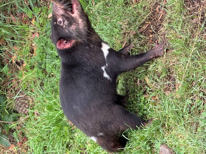 A Tasmanian devil stands in grass, its dark fur contrasting with bright greenery.