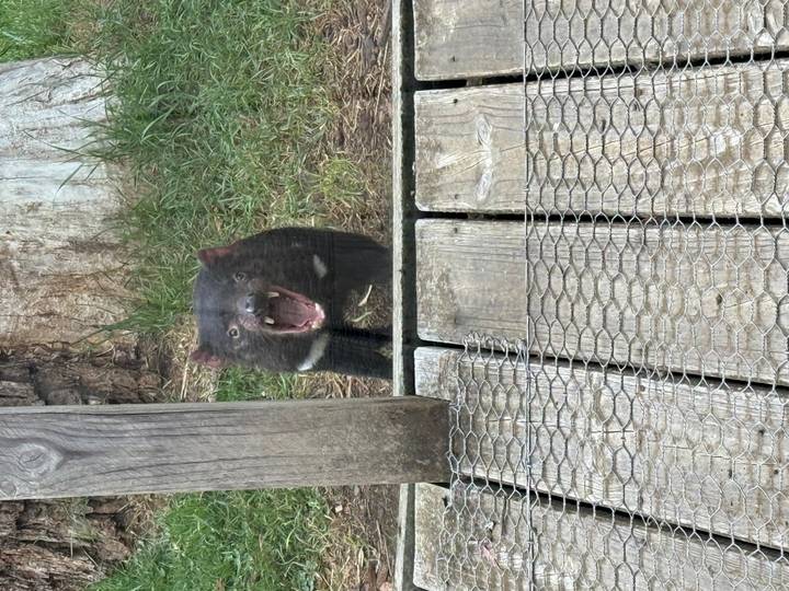 A Tasmanian devil snarls behind mesh, photographed through a wooden enclosure.