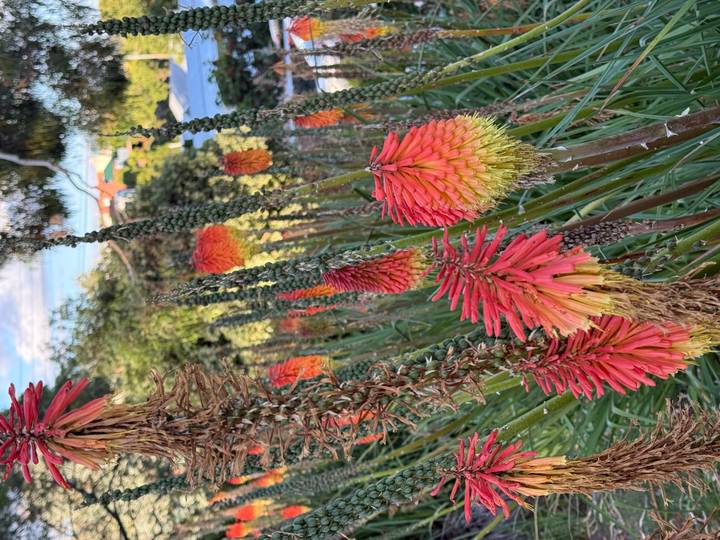 Vibrant red-orange torch lilies stand tall among green foliage in bright daylight.