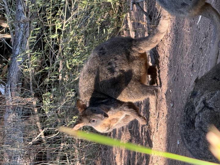 A shy wallaby pauses in shaded undergrowth, its fur catching dappled light.