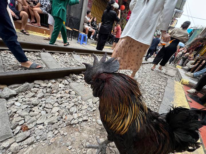 A curious rooster stands beside Hanoi's famous railway track with crowded cafés in the background.