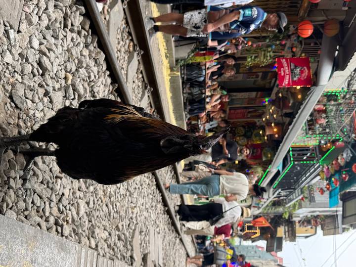 A rooster struts along the railway stones as tourists watch from colourful cafés on Hanoi Train Street.