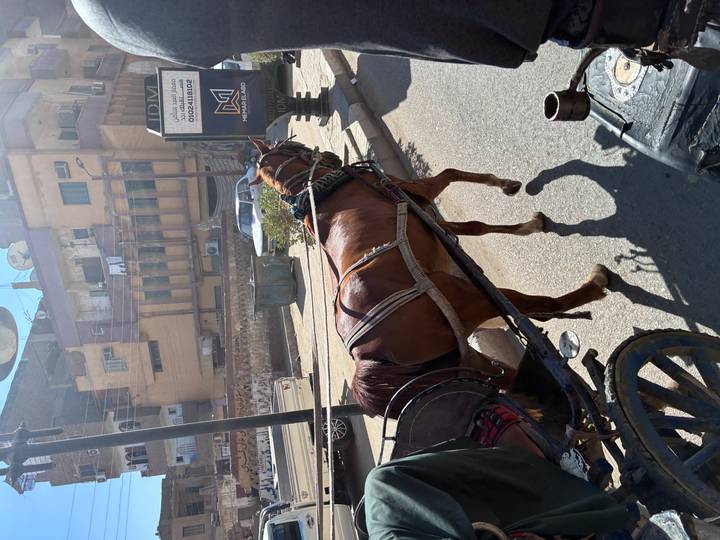 Horse-drawn carriage moves along a sunlit Egyptian town street lined with buildings and signage.