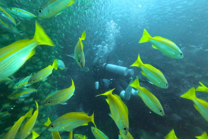 A scuba diver swims through a school of vibrant yellow fish in clear blue waters off Koh Tao.