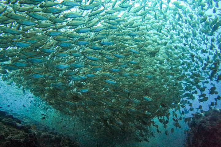 A swirling tornado-like formation of thousands of small silvery fish moves through turquoise ocean water.