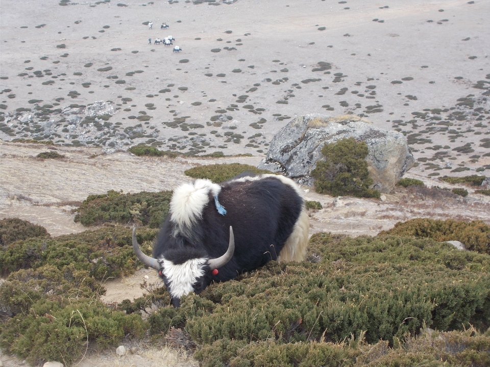 Un yak broutant sur une colline parsemée de rochers et d'une végétation clairsemée.