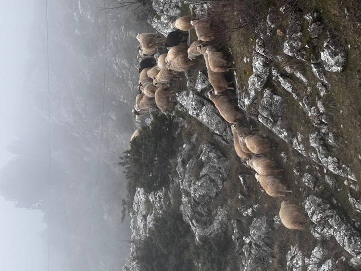 Flock of sheep moving across foggy, rocky alpine terrain under low visibility conditions.
