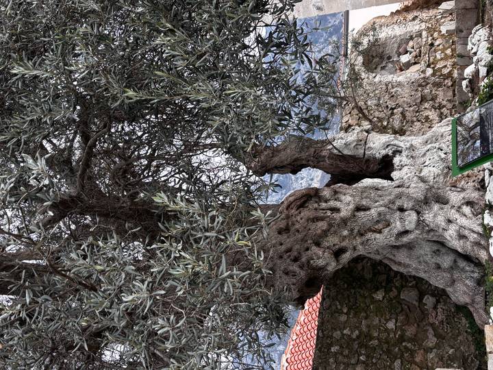 Massive, gnarled trunk of an ancient olive tree set beside a stone wall with hazy hills behind.