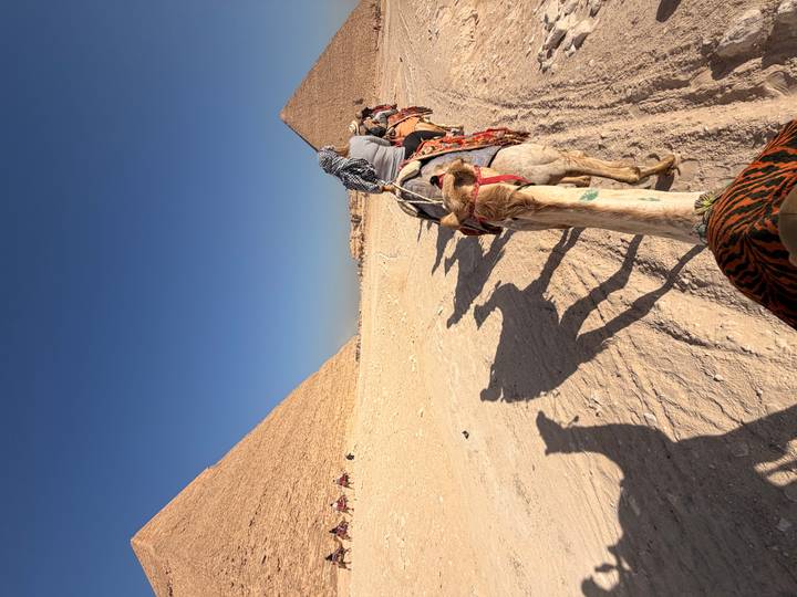 Camel trek line heading toward the Pyramids of Giza under a clear blue sky