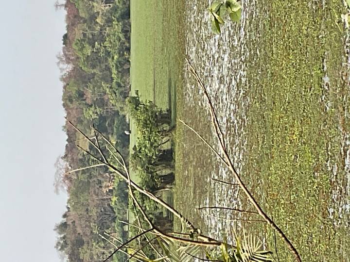 A marshy wetland with scattered water plants and a lone bird in the distance on a hazy day.