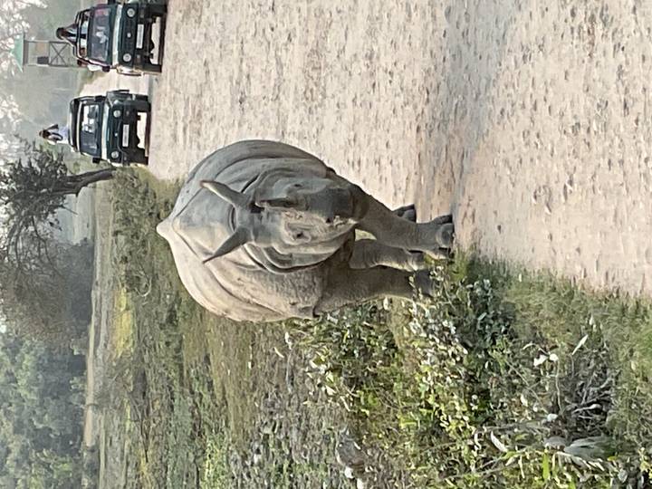 A one-horned rhinoceros walks along a safari track while tourists observe from an open jeep.