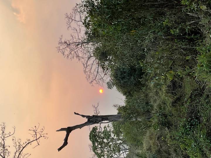 Orange sun setting behind silhouettes of trees and sparse forest under a pastel sky.