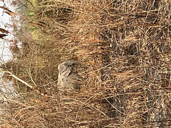An Asian elephant partially hidden among dry reeds and brush in the wilderness.